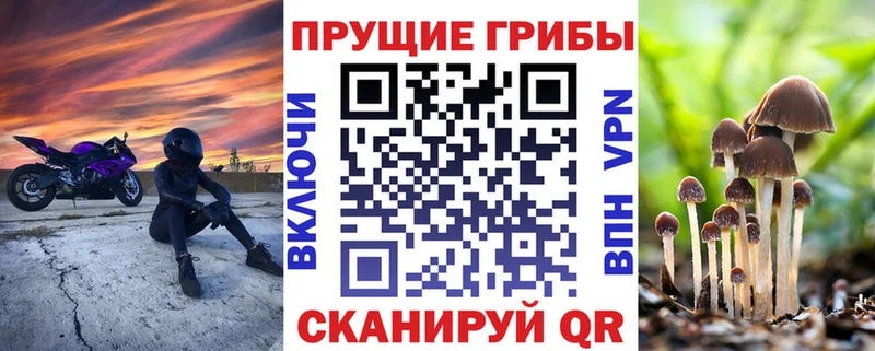 Галлюциногенные грибы Psilocybe  Тогучин 